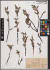Foto von Salix caprea L. x Salix cinerea L.